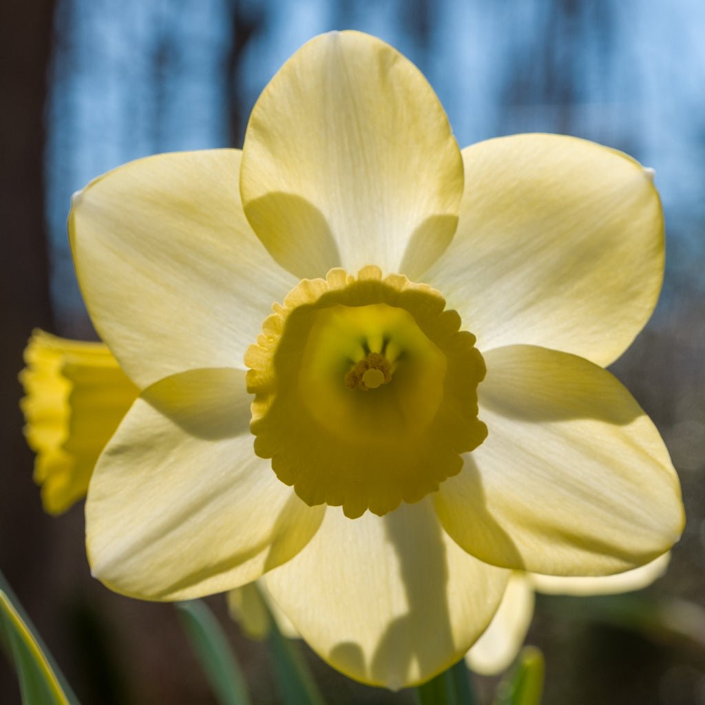 Wild Honey - gele Large-cupped narcis - Fluwel
