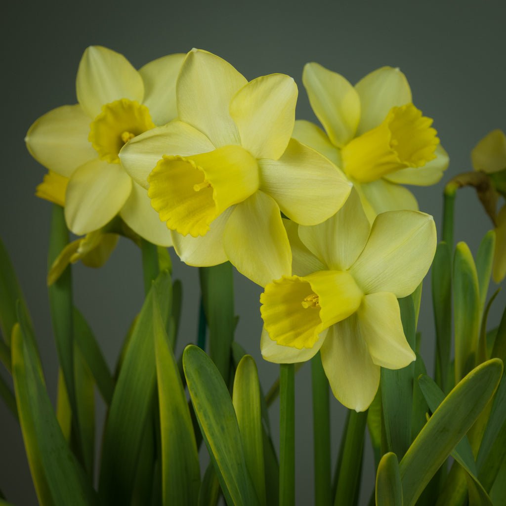 Wild Honey - gele Large-cupped narcis - Fluwel