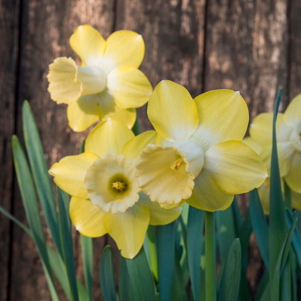 Wild Honey - gele Large-cupped narcis - Fluwel
