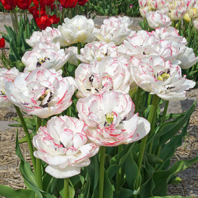 Wild Romance - Tulips - Fluwel
