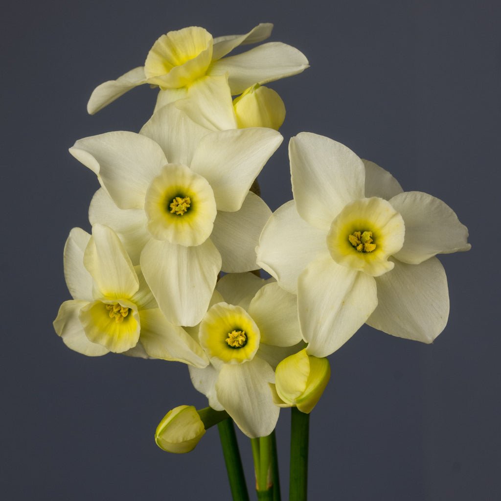 Wink O' Green - wit-gele Jonquilla narcis - Fluwel