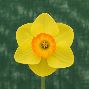 Winks - Special Narcissus - Fluwel