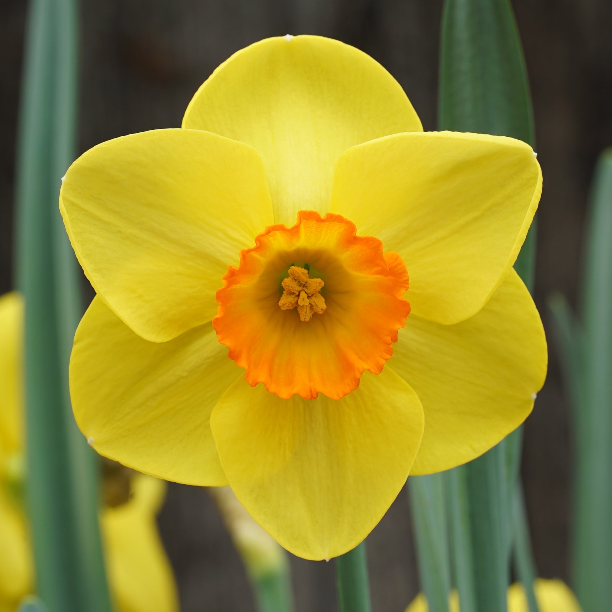 Winks - Special Narcissus - Fluwel