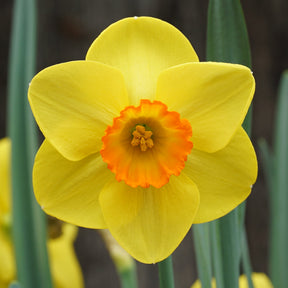 Winks - Special Narcissus - Fluwel