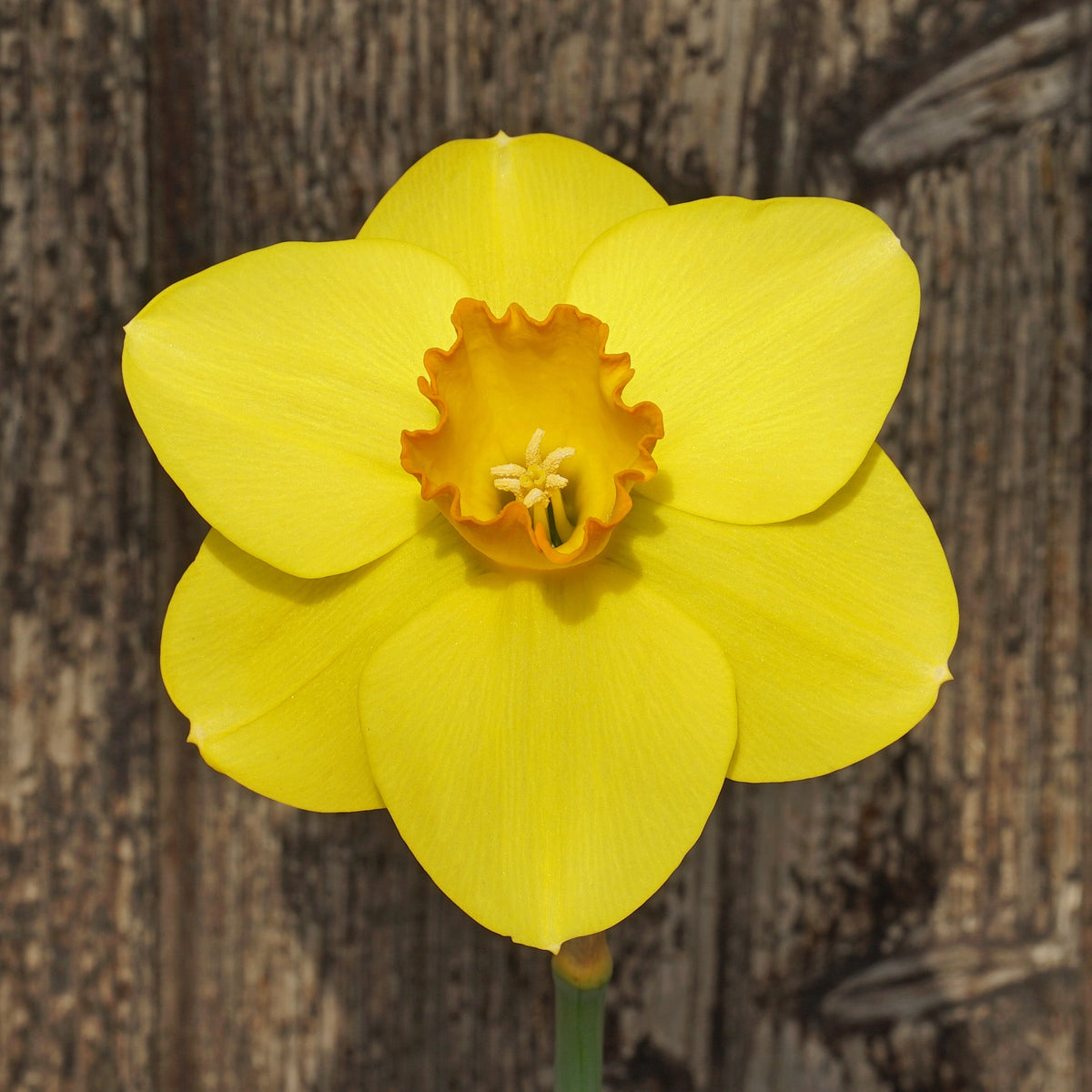 Wonder Wheel - Special Narcissus - Fluwel