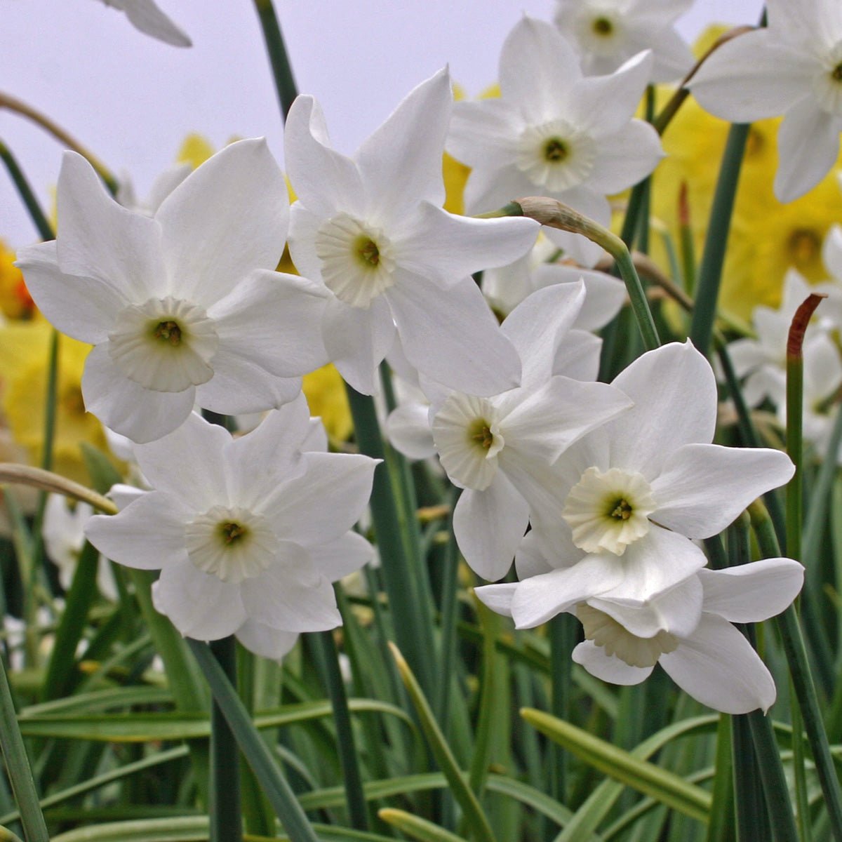 Xit - Narcissus - Fluwel