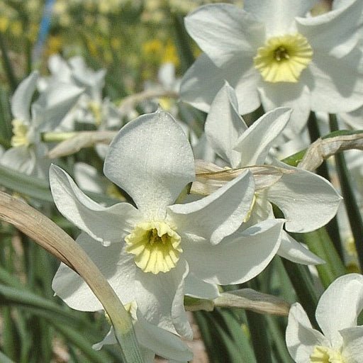 Yellow Xit - Special Narcissus - Fluwel