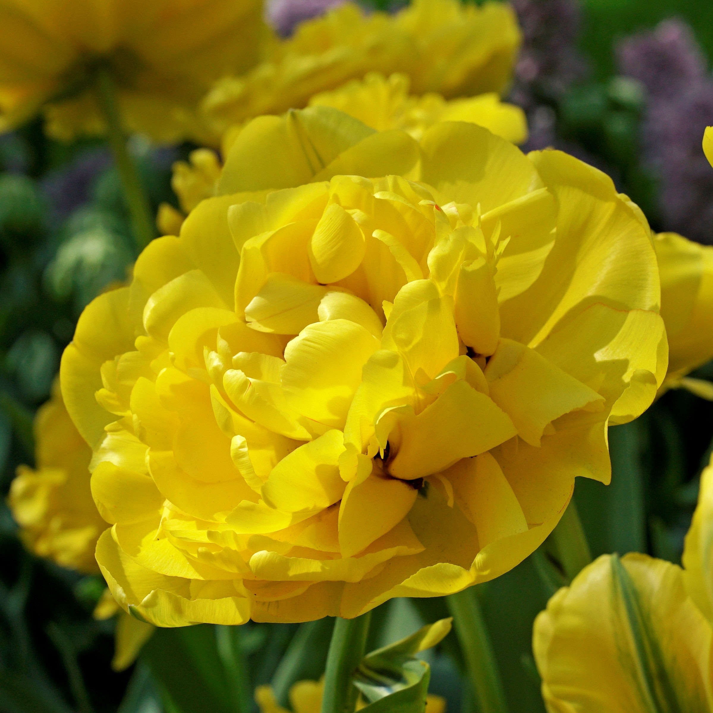 Yellow Pompenette