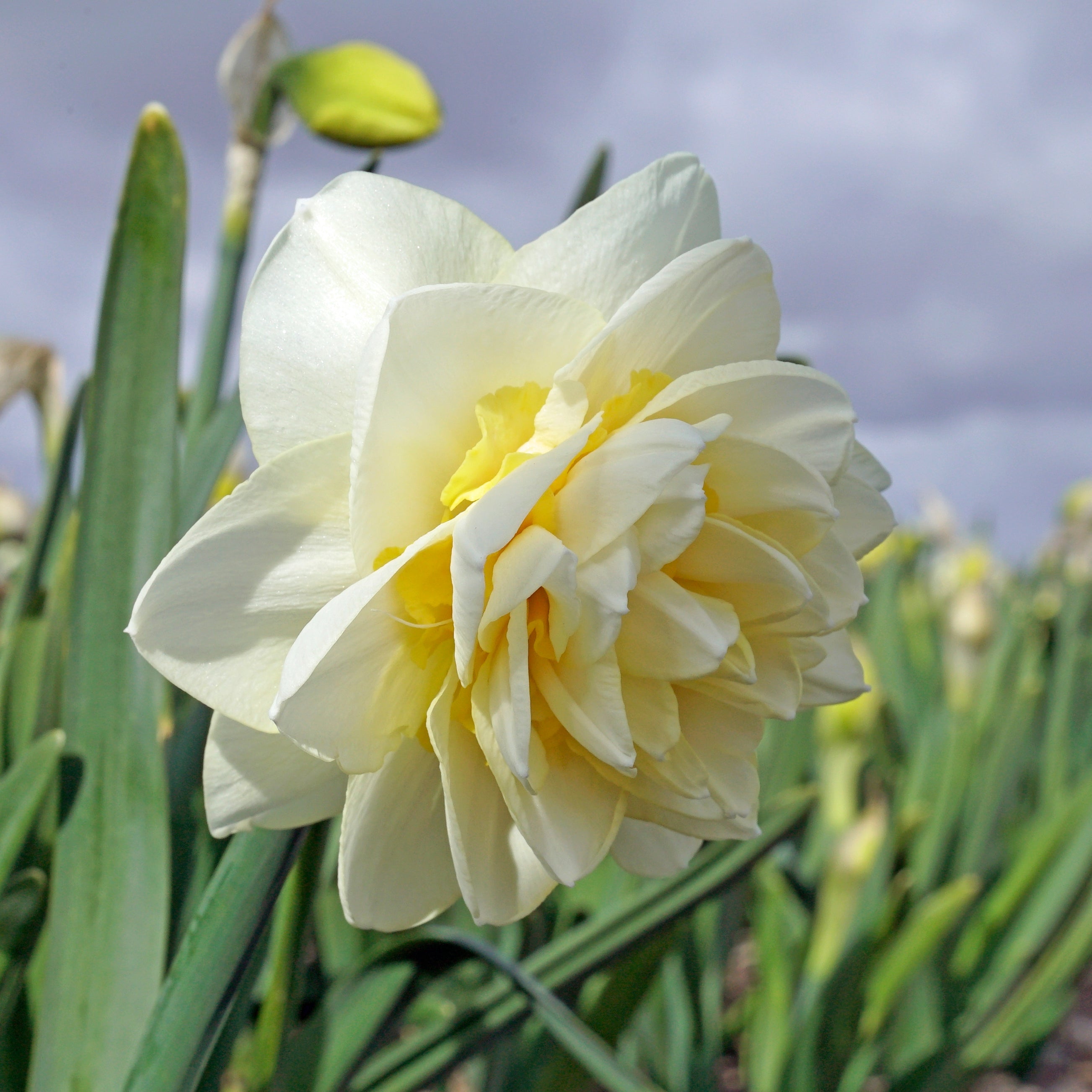 Young Devotion - Narcissus - Fluwel
