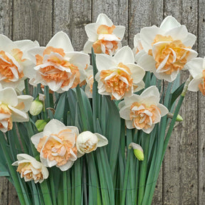 You're Beautiful - Special Narcissus - Fluwel