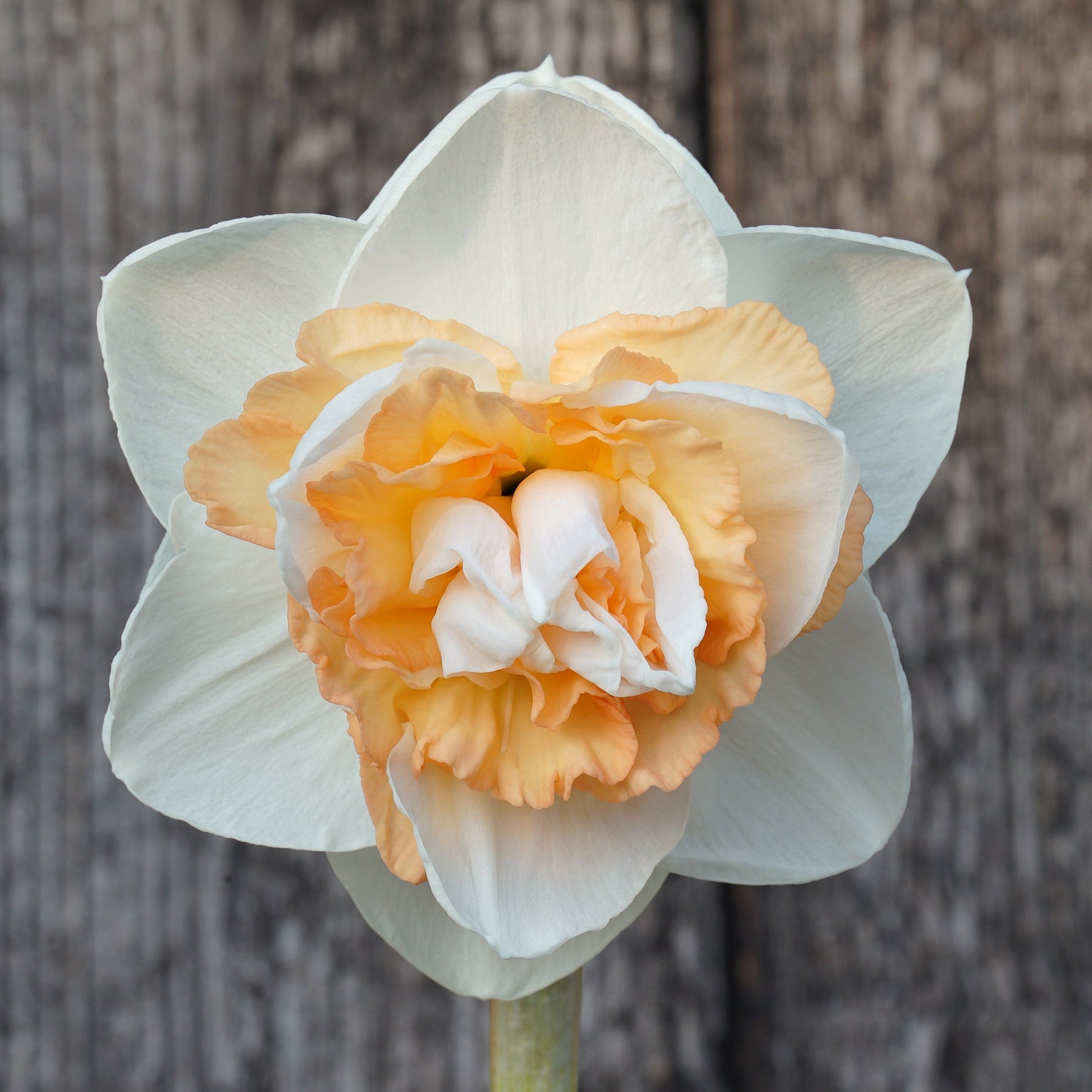 You're Beautiful - Special Narcissus - Fluwel