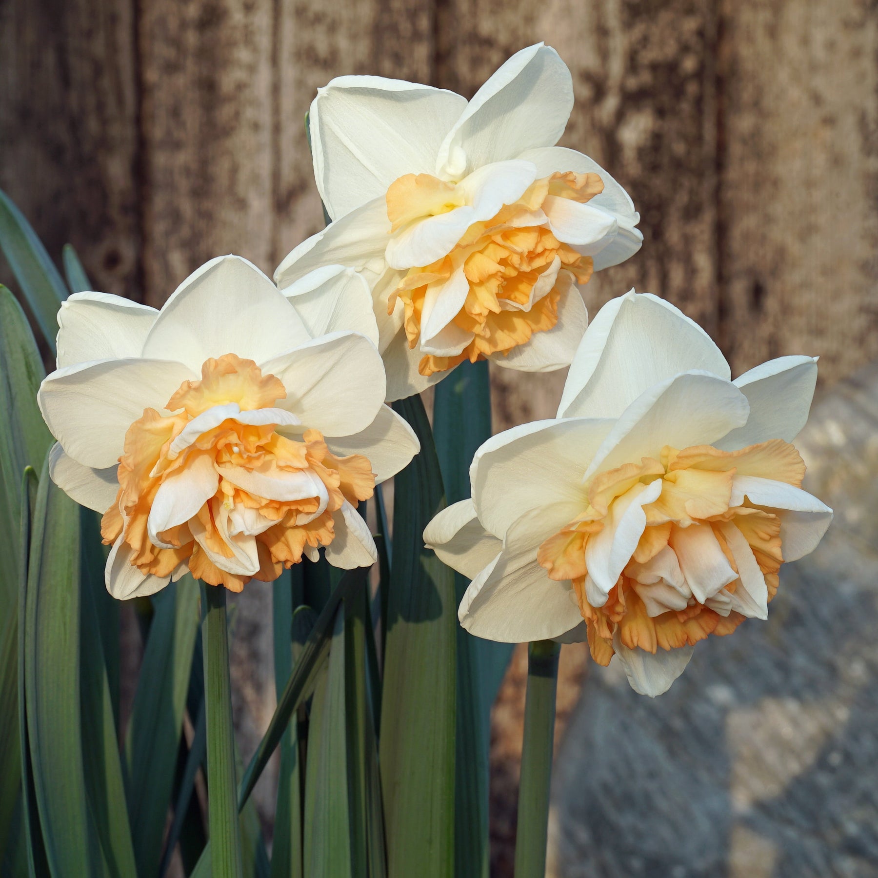 You're Beautiful - Special Narcissus - Fluwel