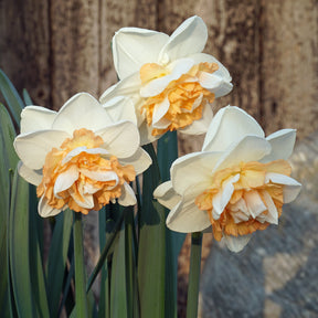 You're Beautiful - Special Narcissus - Fluwel