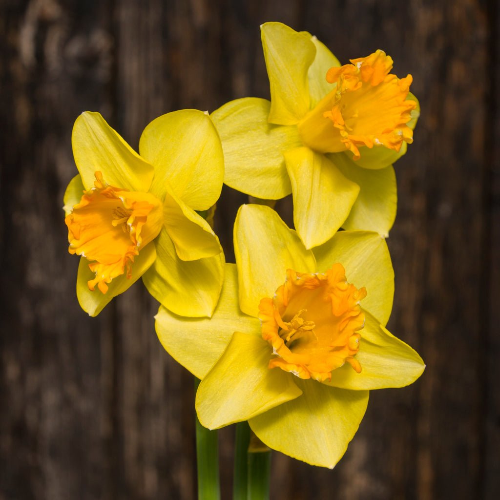 Za'atar - Special Narcissus - Fluwel