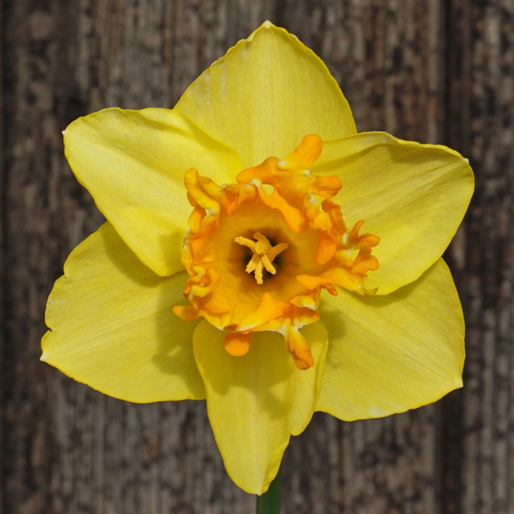 Za'atar - Special Narcissus - Fluwel