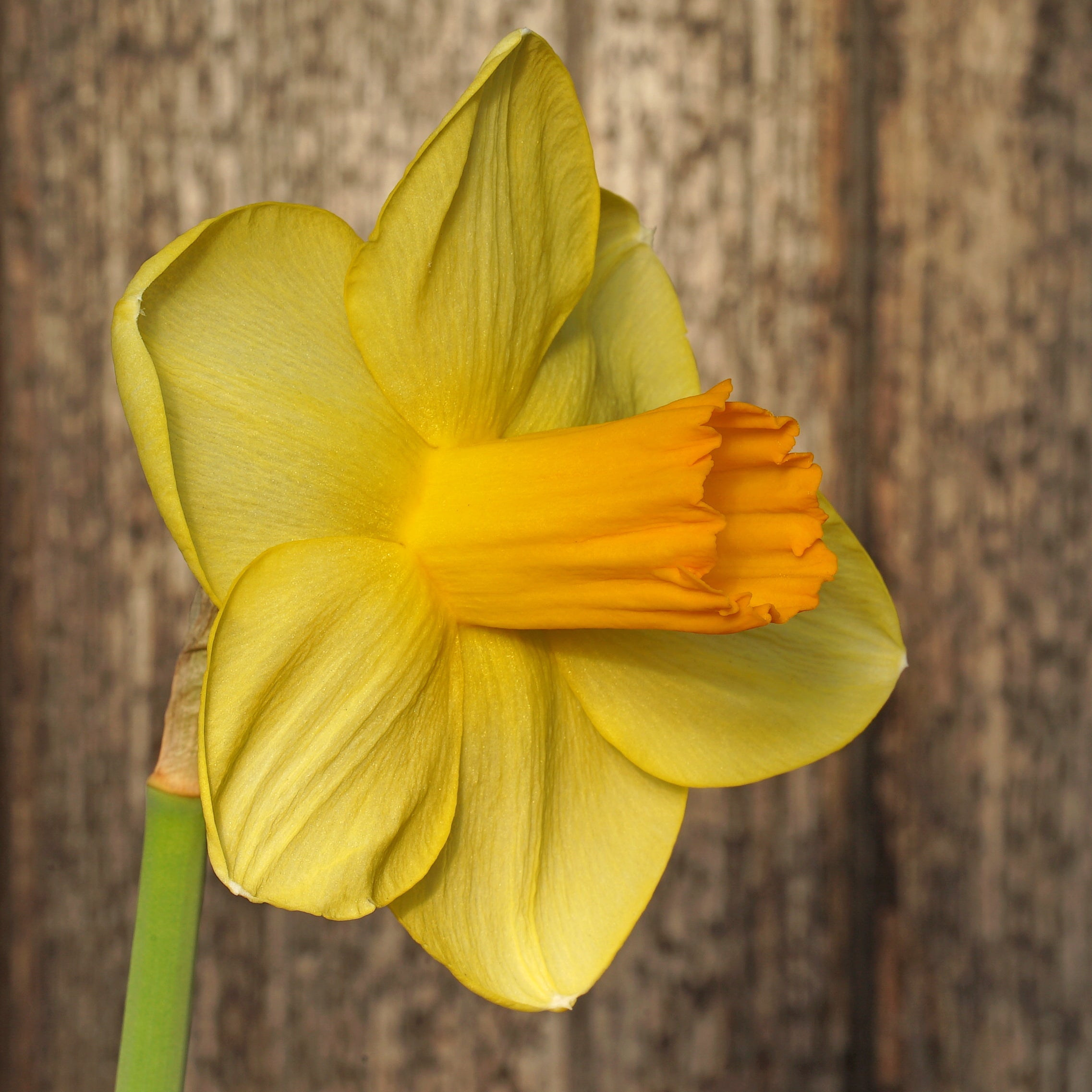 Zachary's Zest - Special Narcissus - Fluwel