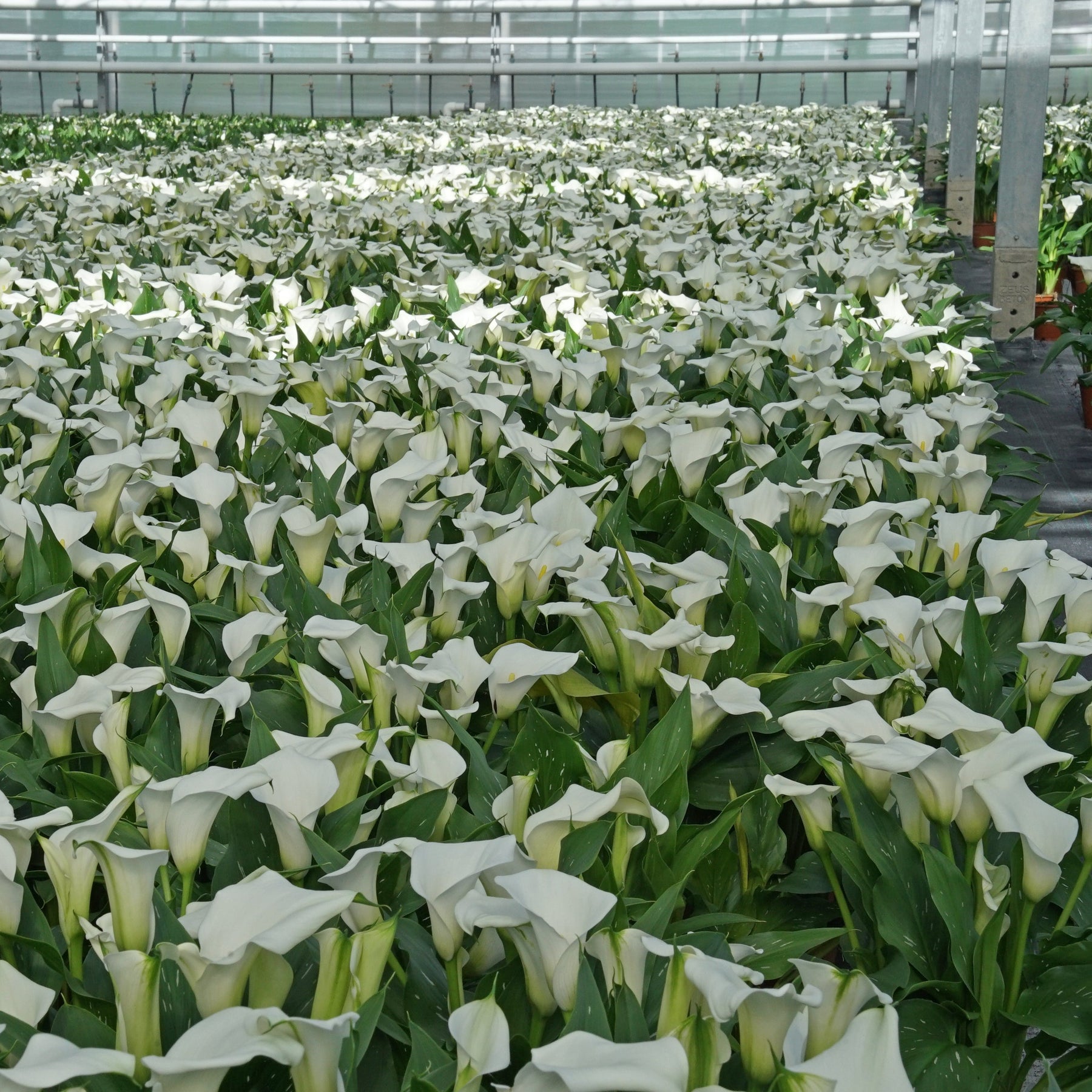 Zantedeschia Captain Fresco - Zantedeschias - Fluwel