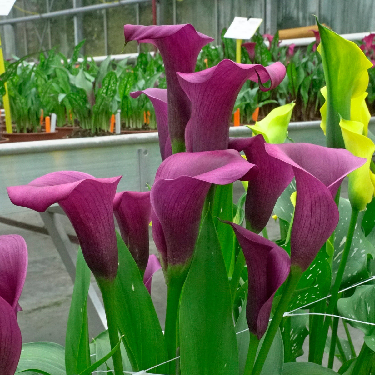 Zantedeschia Durban - Zantedeschias - Fluwel