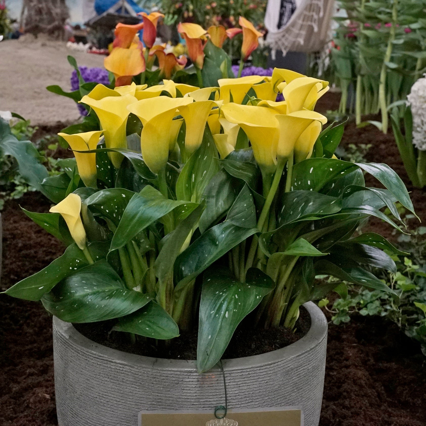 Zantedeschia Sunclub - Zantedeschias - Fluwel