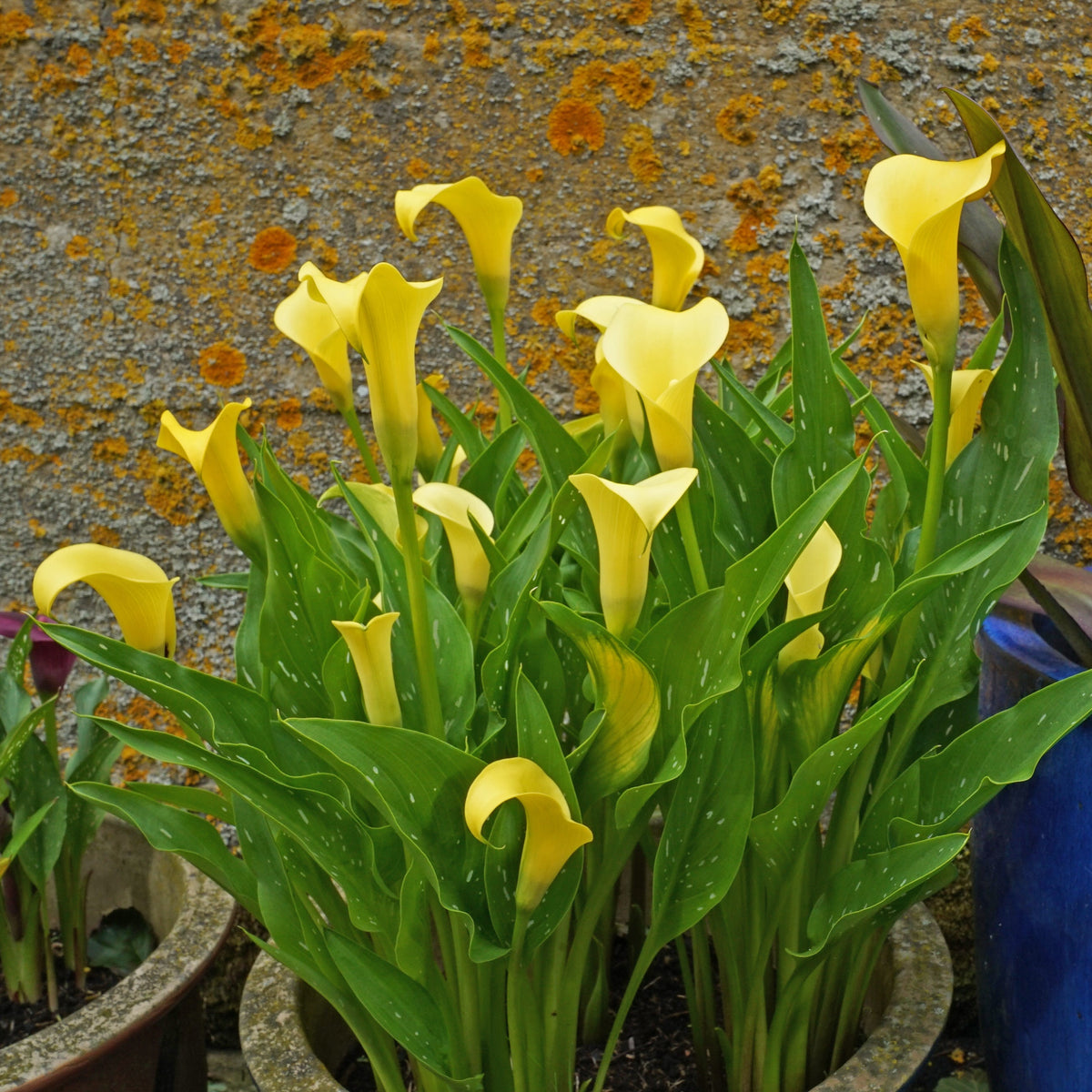 Zantedeschia Sunclub - Zantedeschias - Fluwel
