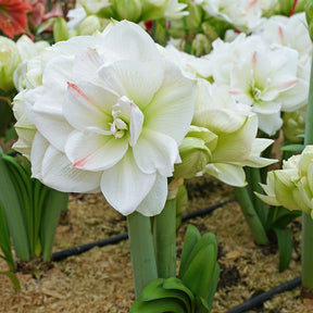 Amaryllis Amadeus White