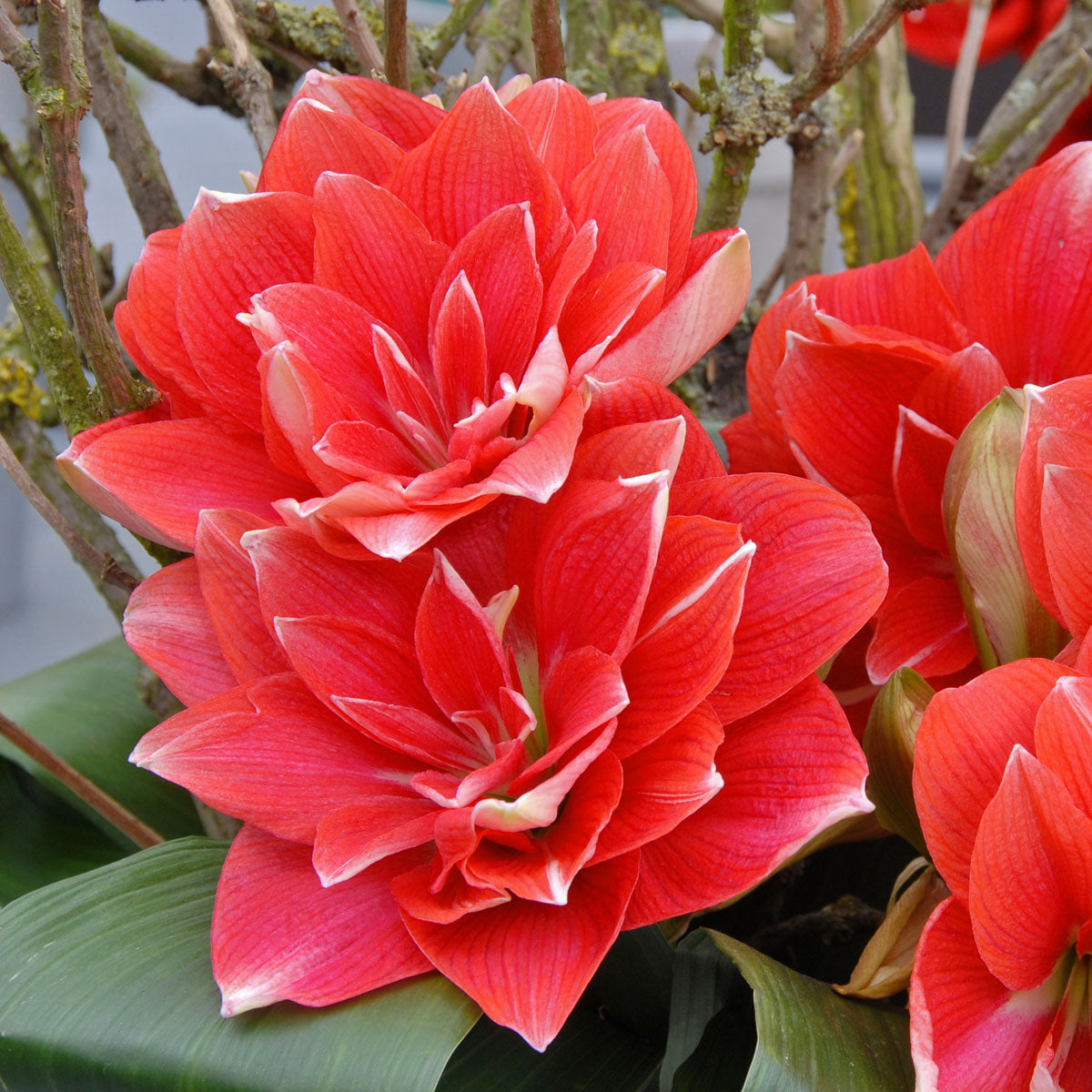 Amaryllis Double Dream