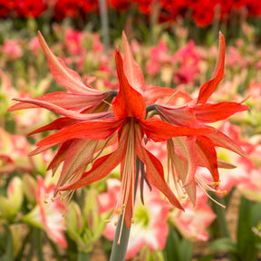 Amaryllis Sumatra