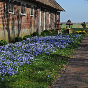 Chionodoxa forbesii (Sneeuwroem)