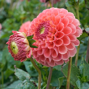Dahlia Jowey Nicky
