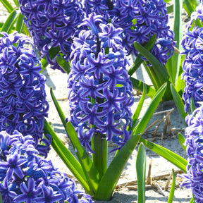 Hyacinthus Blue Jacket