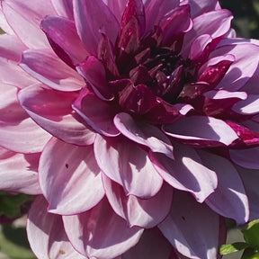 Dahlia Crême de Cassis