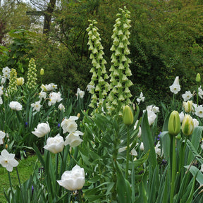 Fritillaria persica Ivory Bells