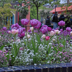 Tulipa Blue Diamond