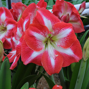 Amaryllis Monte Carlo