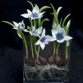 humilis Alba Coerulea Oculata