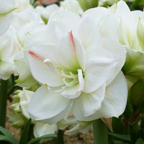 Amaryllis Amadeus White