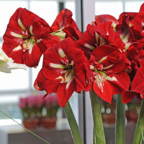 Amaryllis Barbados