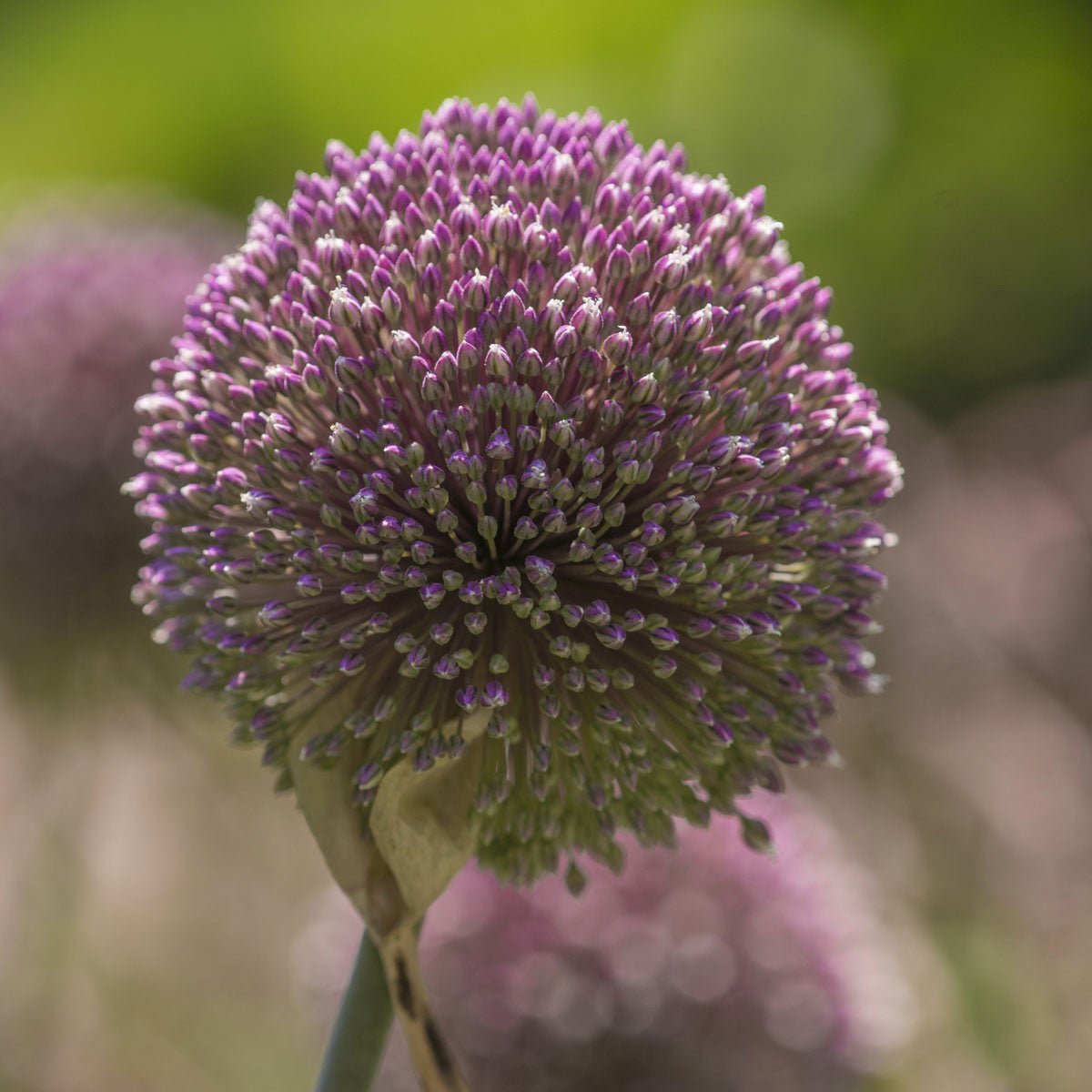 Allium Summer Drummer - paarse allium - Fluwel