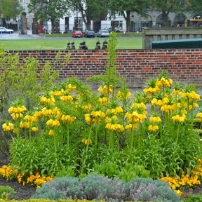 Fritillaria imperialis Maxima Lutea