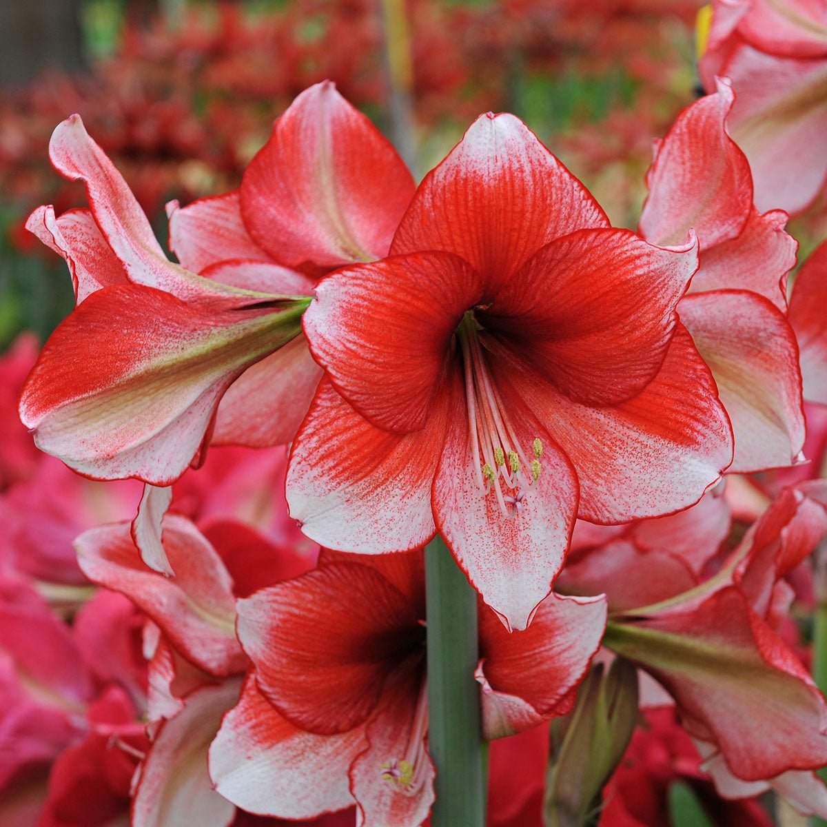 Amaryllis Stardust - meerkleurige amaryllis - Fluwel