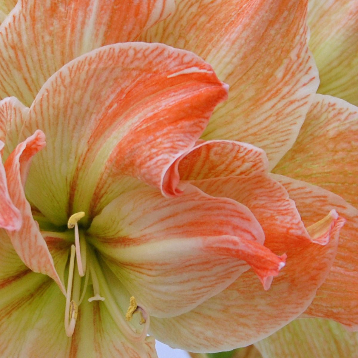 Amaryllis Exotic Nymph - meerkleurige amaryllis - Fluwel