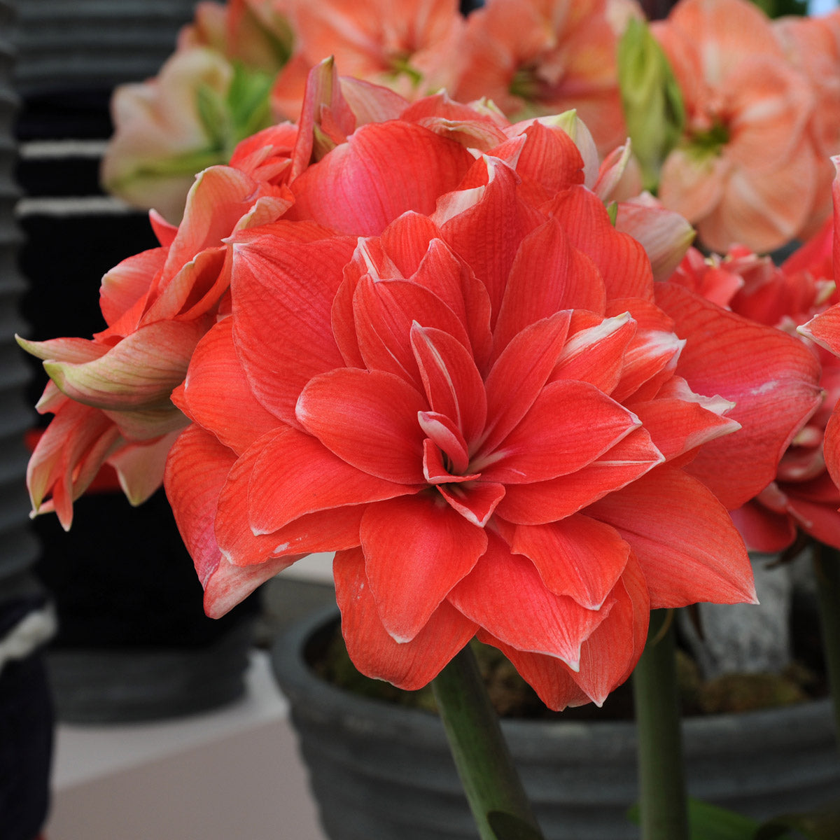 Amaryllis Double Dream
