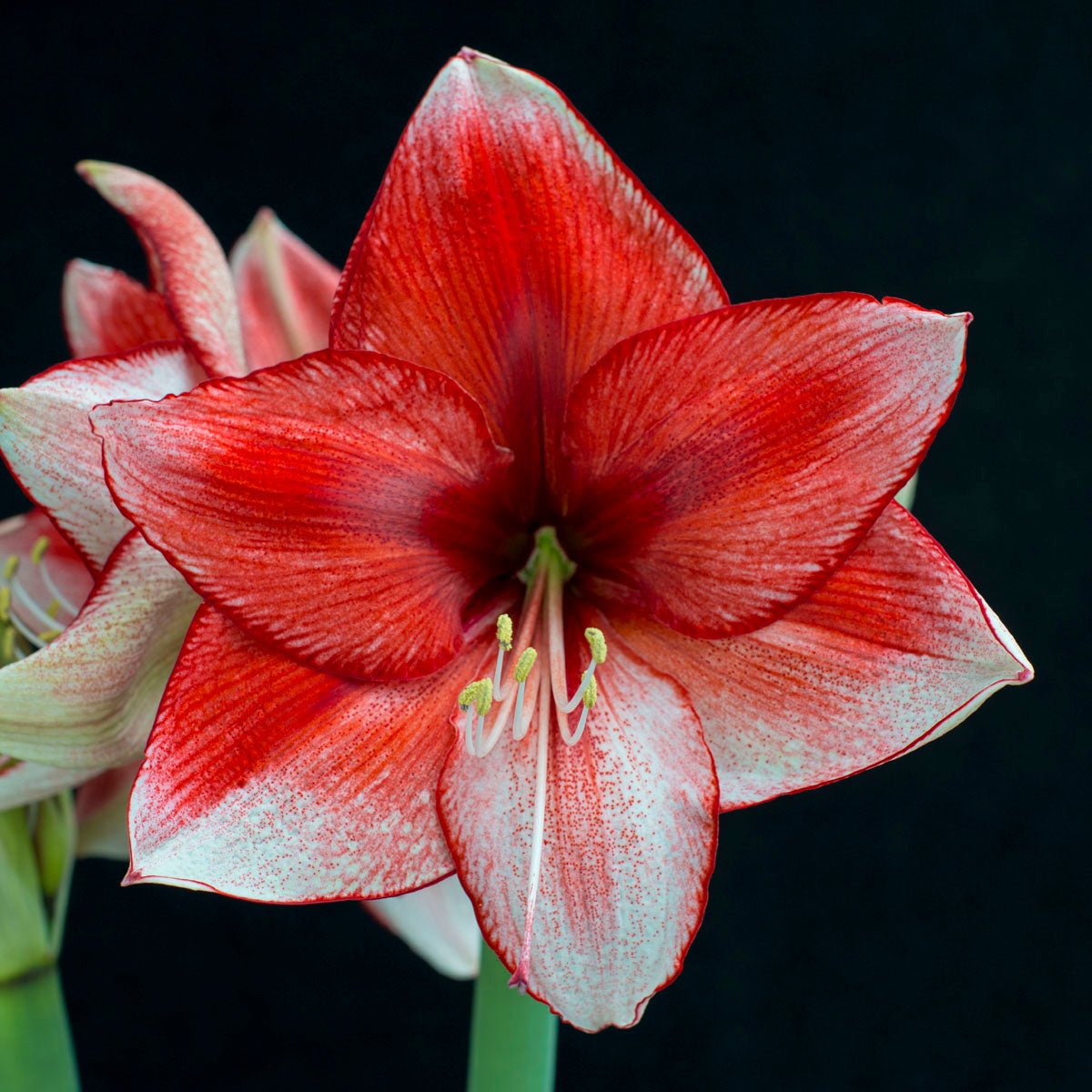 Amaryllis Stardust - meerkleurige amaryllis - Fluwel
