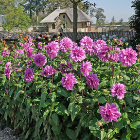 Dahlia Lilac Time