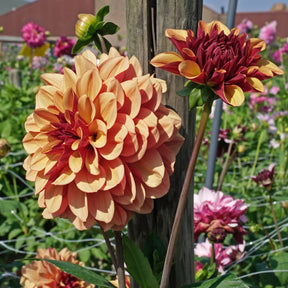 Dahlia Creme de Cognac