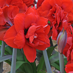 Amaryllis Double King