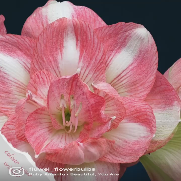 Amaryllis Beautiful Emotion