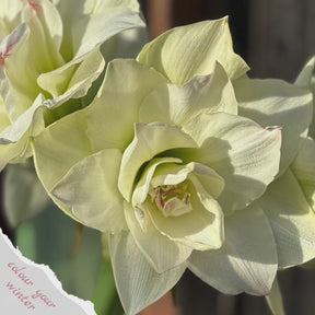 Amaryllis Amadeus Candy