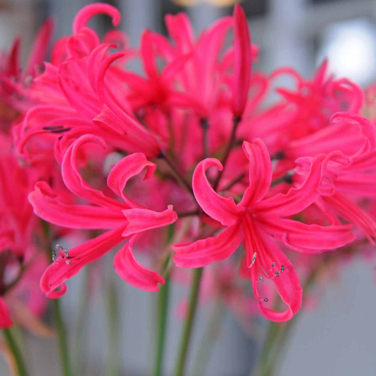 Nerine Elegance