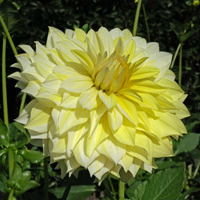 Dahlia La Luna